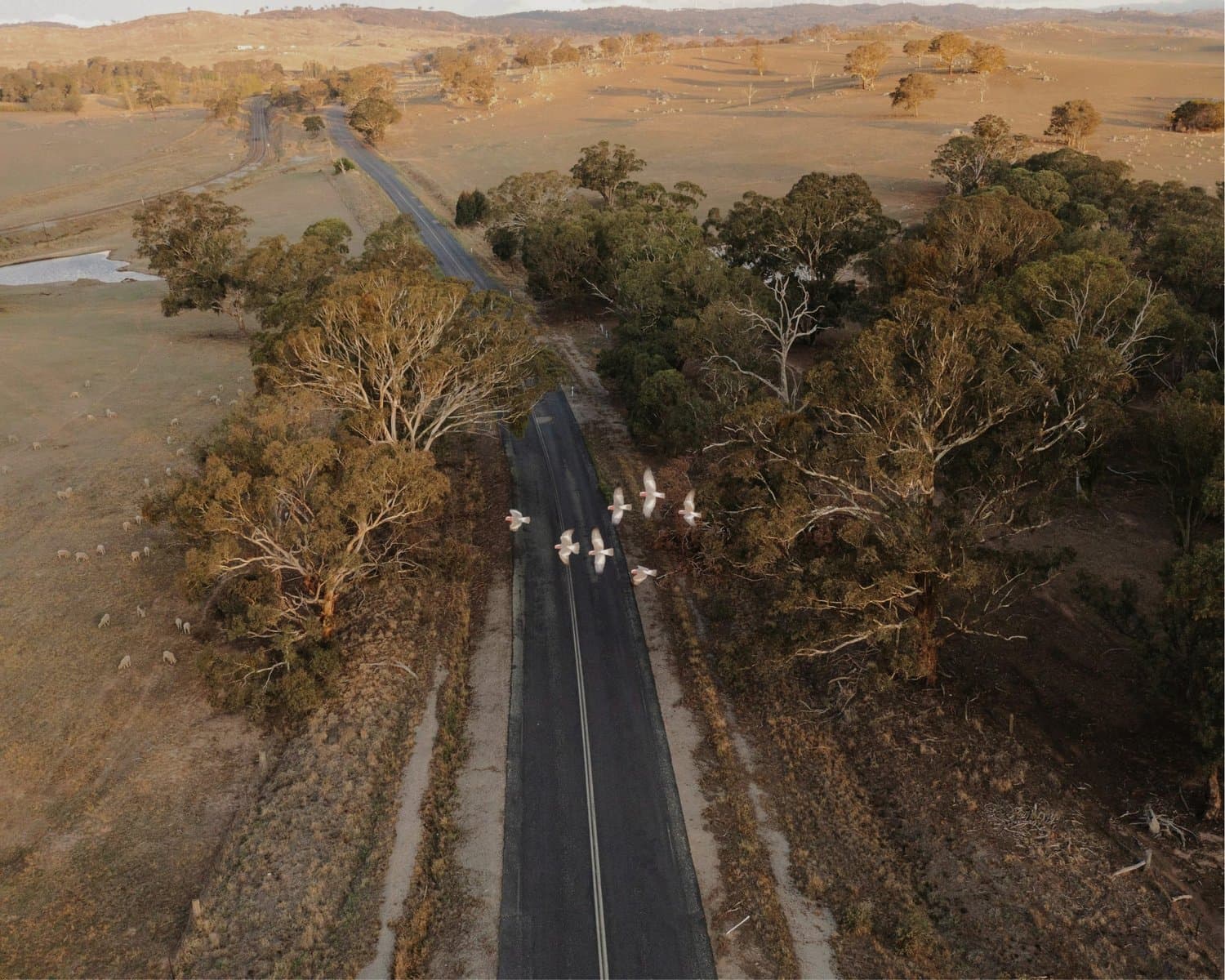Country road near Williamtown with birds overhead
